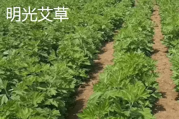 明光梅鱼地方特色 (明光梅鱼是否是当地佳肴)插图6