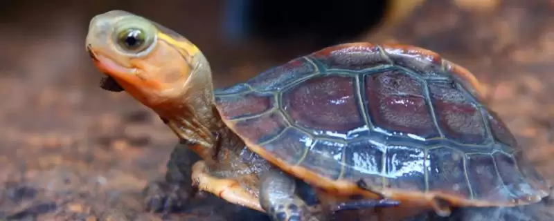 常见水龟品种列举 (常见水龟是否有巴西龟等品种)-会东网