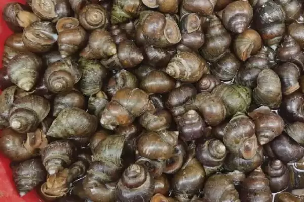 好吃淡水螺品种列举 (好吃淡水螺是否有田螺等品种)插图1 好吃淡水螺品种列举 (好吃淡水螺是否有田螺等品种)插图1