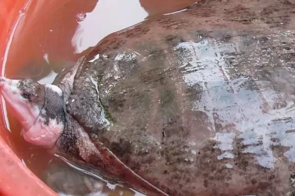 甲鱼、鳖、王八和乌龟指代 (甲鱼、鳖、王八和乌龟是否主要指两种动物)插图5