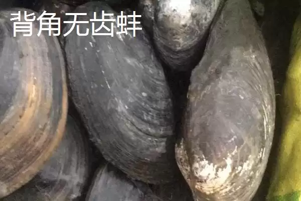 河蚌产珠情况 (河蚌是否不一定都有珍珠)插图5