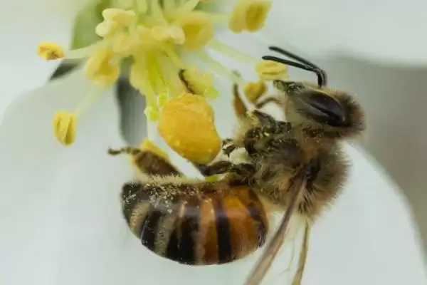 蜜蜂授粉效率对比 (蜜蜂授粉效率是否比人工授粉高)插图2
