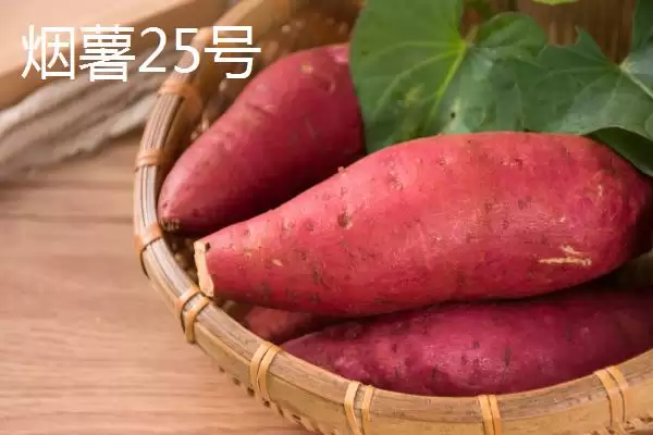 苏薯 8 号平均产量 (苏薯 8 号平均产量是否为 8500 斤)插图6