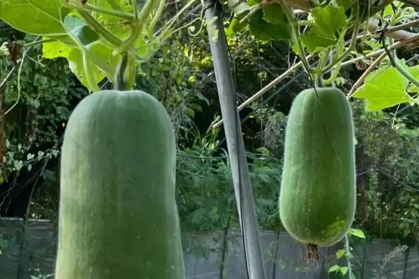 常见瓜菜类蔬菜列举 (常见瓜菜类蔬菜是否有南瓜等)插图3