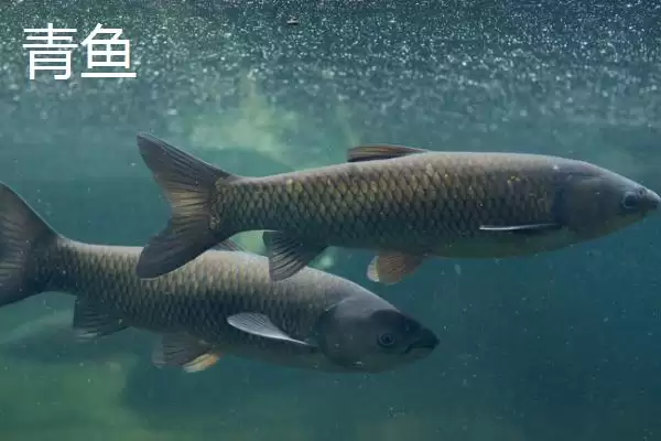 新关东鱼钩拉力值差异 (新关东鱼钩不同型号拉力值差异是否较大)插图7