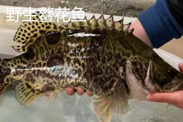 野生鳌花鱼价格情况 (野生鳌花鱼价格是否为 60 – 70 元  斤)插图2