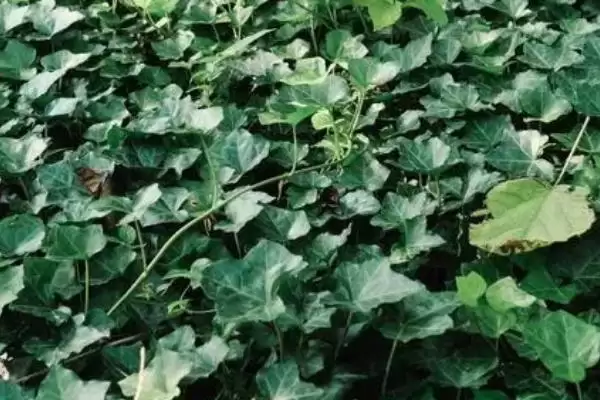 杜鹃花与梅花象征 (杜鹃花是否象征吉祥，梅花是否象征坚贞)插图5