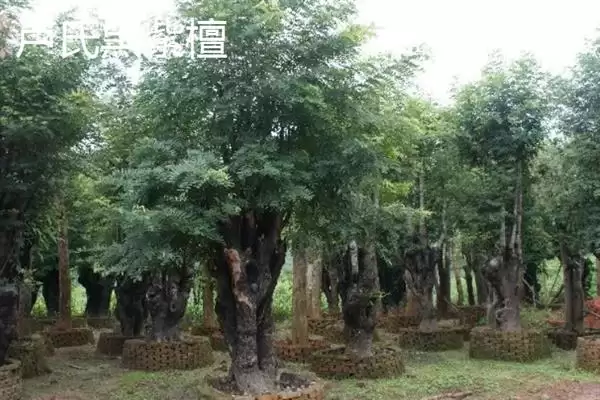 红木常见种类列举 (红木常见是否有降香黄檀等)插图10 红木常见种类列举 (红木常见是否有降香黄檀等)插图10