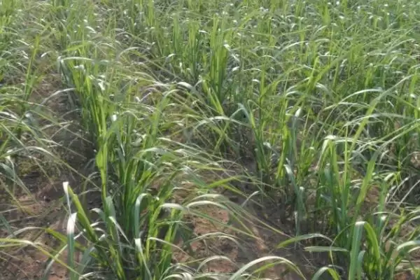 甘蔗种植与发芽时间 (甘蔗种植时间不同发芽时间是否不同)插图2