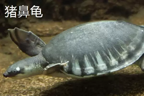 石金钱龟物种特性 (石金钱龟是否是古老水龟)插图8 石金钱龟物种特性 (石金钱龟是否是古老水龟)插图8