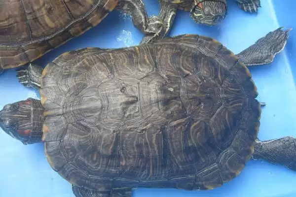 巴西龟应激反应 (巴西龟害怕时是否缩到龟壳)插图3 巴西龟应激反应 (巴西龟害怕时是否缩到龟壳)插图3