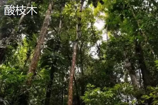 红木常见种类列举 (红木常见是否有降香黄檀等)插图3 红木常见种类列举 (红木常见是否有降香黄檀等)插图3