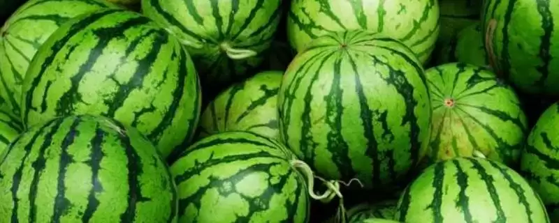 西瓜留瓜方式 (西瓜一般是否选择主蔓留瓜)插图 西瓜留瓜方式 (西瓜一般是否选择主蔓留瓜)插图