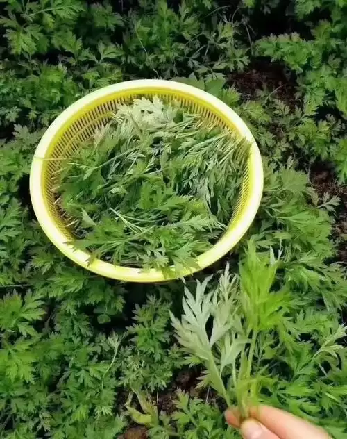 艾蒿种植全攻略, 从种子到收获?-会东网