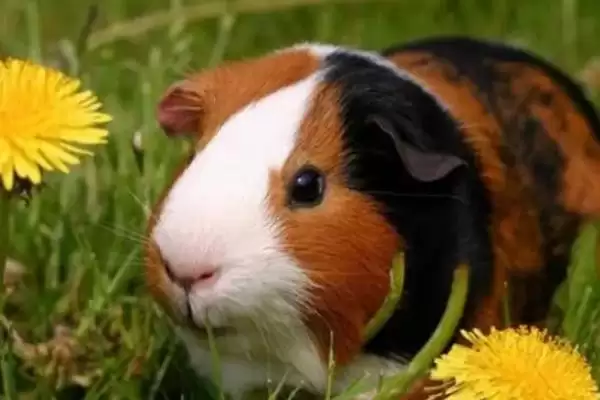 豚鼠喂养食物种类 (豚鼠是否可喂食杂草和蔬菜)插图2