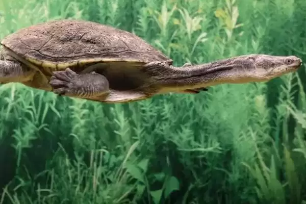 甲鱼、鳖、王八和乌龟指代 (甲鱼、鳖、王八和乌龟是否主要指两种动物)插图3