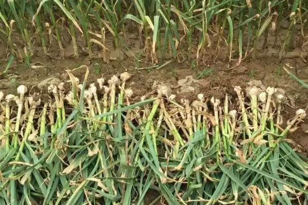 小麦收割常见时间 (6 月中旬是否经常进行小麦收割)插图3