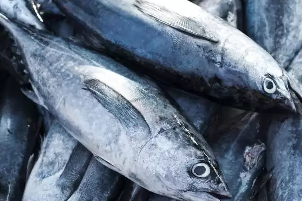 常见深海鱼种类列举 (常见深海鱼是否有带鱼等)插图3