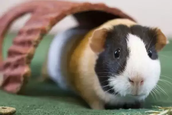 豚鼠喂养食物种类 (豚鼠是否可喂食杂草和蔬菜)插图3