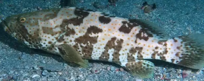 青斑鱼和石斑鱼差异 (青斑鱼和石斑鱼在生活环境等方面是否不同)-会东网