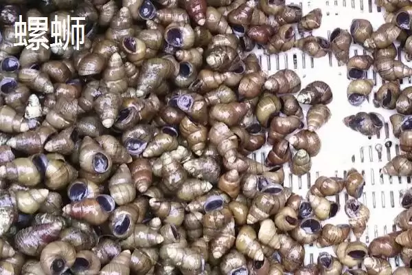 好吃淡水螺品种列举 (好吃淡水螺是否有田螺等品种)插图7 好吃淡水螺品种列举 (好吃淡水螺是否有田螺等品种)插图7