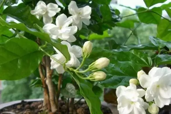 新买茉莉花掉苞原因 (新买茉莉花掉苞是否因环境不适)插图3