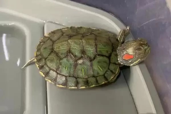 巴西龟作息习性 (巴西龟是否夜晚睡觉)插图2 巴西龟作息习性 (巴西龟是否夜晚睡觉)插图2