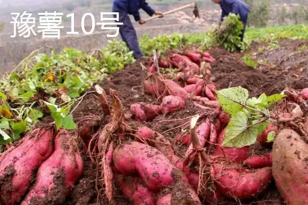 苏薯 8 号平均产量 (苏薯 8 号平均产量是否为 8500 斤)插图3