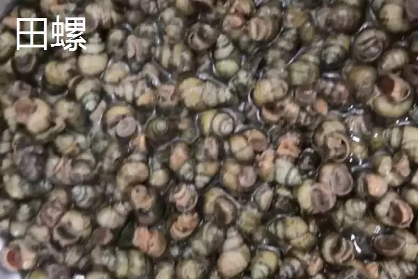 好吃淡水螺品种列举 (好吃淡水螺是否有田螺等品种)插图6 好吃淡水螺品种列举 (好吃淡水螺是否有田螺等品种)插图6