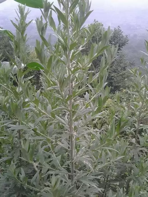 如何成功种植艾蒿, 有什么秘诀?插图1