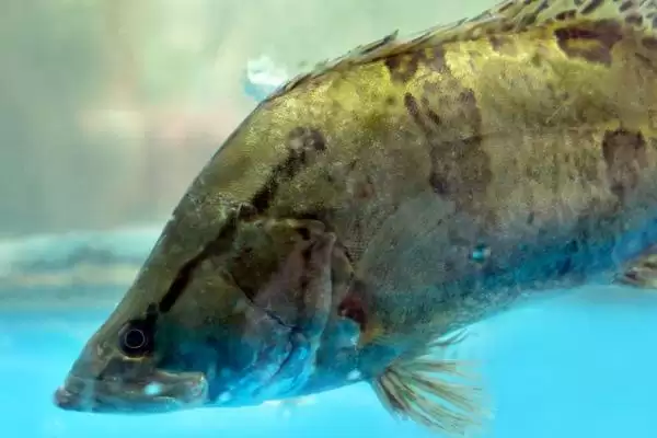 花骨鱼等鱼刺情况 (花骨鱼等鱼是否小刺较多)插图8 花骨鱼等鱼刺情况 (花骨鱼等鱼是否小刺较多)插图8