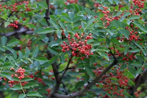 大门口种花椒树隐患 (大门口种花椒树是否有安全隐患)插图1 大门口种花椒树隐患 (大门口种花椒树是否有安全隐患)插图1