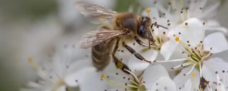 蜜蜂授粉效率对比 (蜜蜂授粉效率是否比人工授粉高)-会东网