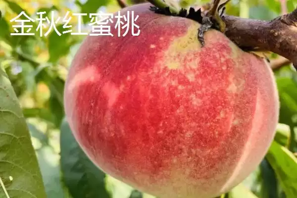 金秋红蜜桃等成熟时间 (金秋红蜜桃等桃子是否在 10 月成熟)插图1