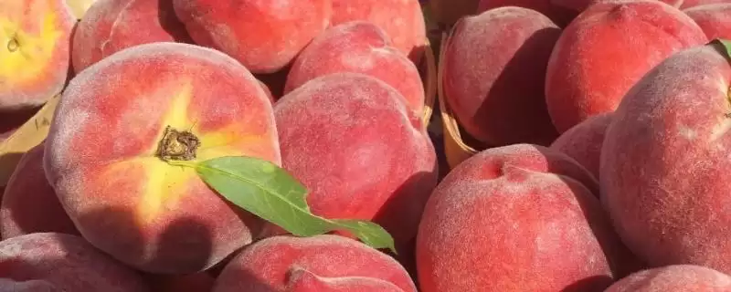 金秋红蜜桃等成熟时间 (金秋红蜜桃等桃子是否在 10 月成熟)-会东网