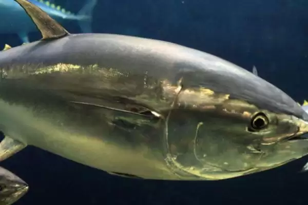 常见深海鱼种类列举 (常见深海鱼是否有带鱼等)插图7