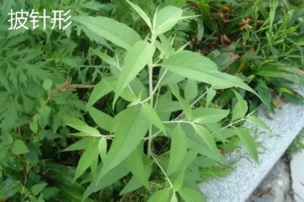 树叶常见颜色种类 (树叶常见颜色是否有绿、金黄、红等)插图10