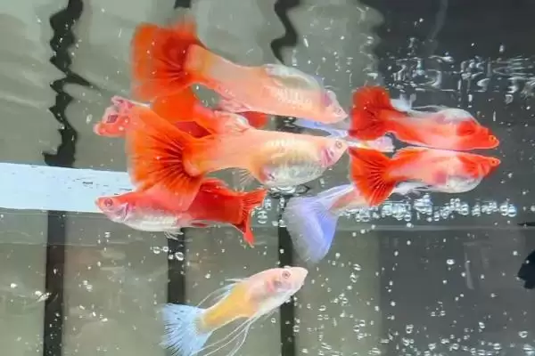 孔雀鱼缩尾自愈情况 (孔雀鱼缩尾能否自愈是否取决于原因)插图2