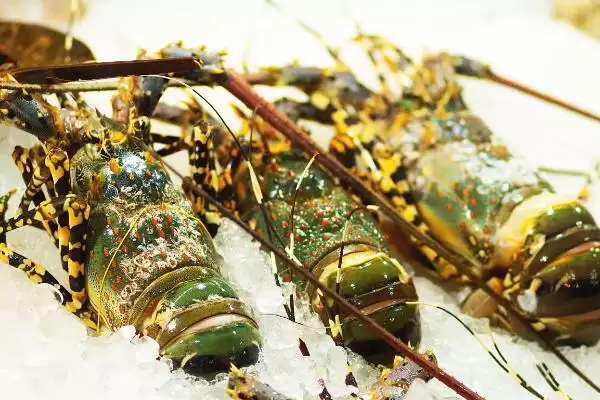 常见大龙虾种类 (常见大龙虾是否有 6 种)插图4