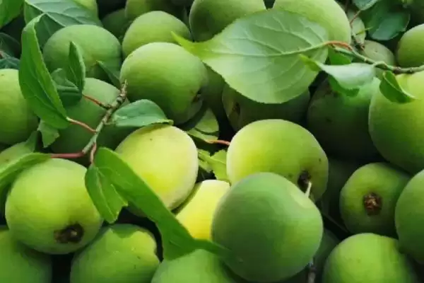 青梅成熟季节 (青梅是否在秋季成熟)插图1