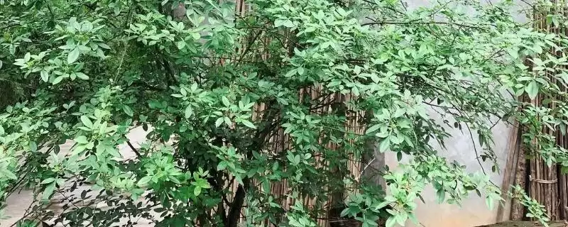 大门口种花椒树隐患 (大门口种花椒树是否有安全隐患)插图 大门口种花椒树隐患 (大门口种花椒树是否有安全隐患)插图