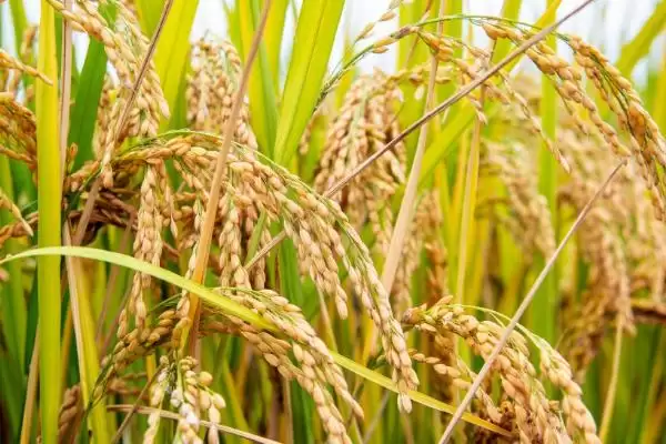 蜜蜂授粉效率对比 (蜜蜂授粉效率是否比人工授粉高)插图3