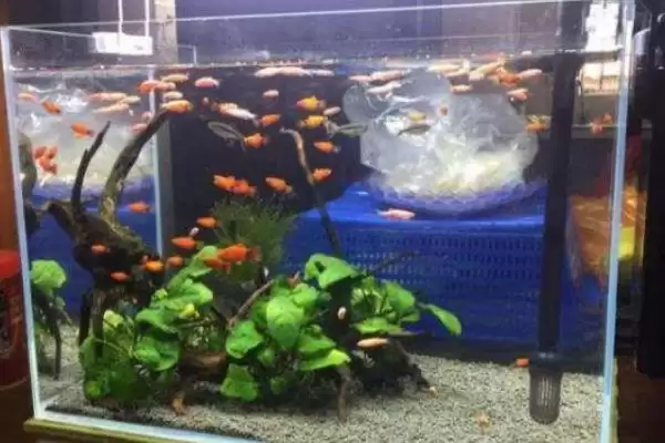 冬天喂鱼食物选择 (冬天喂鱼是否可喂水蚤等)插图3