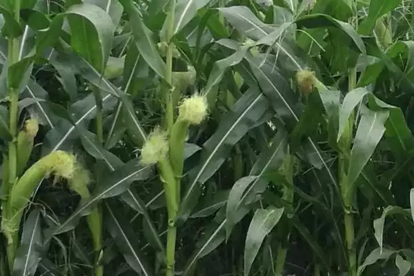 润农 88 玉米种子特性 (润农 88 玉米种子有哪些特点)插图1 润农 88 玉米种子特性 (润农 88 玉米种子有哪些特点)插图1