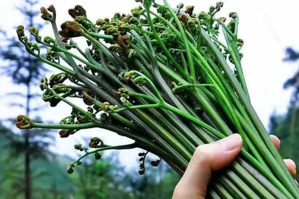 种植野菜利润因素 (种植野菜利润是否因品种等而异)插图9