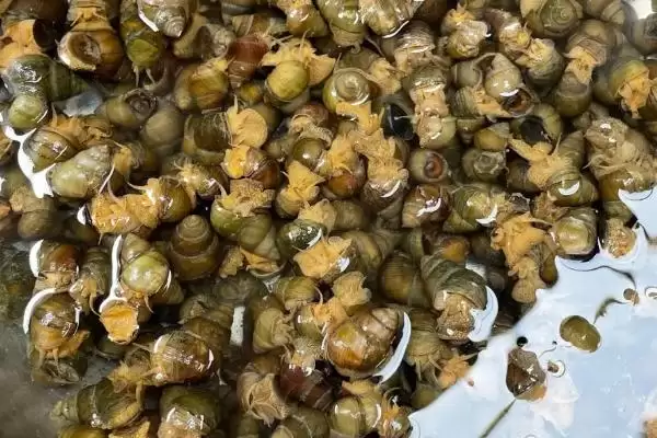 好吃淡水螺品种列举 (好吃淡水螺是否有田螺等品种)插图2 好吃淡水螺品种列举 (好吃淡水螺是否有田螺等品种)插图2