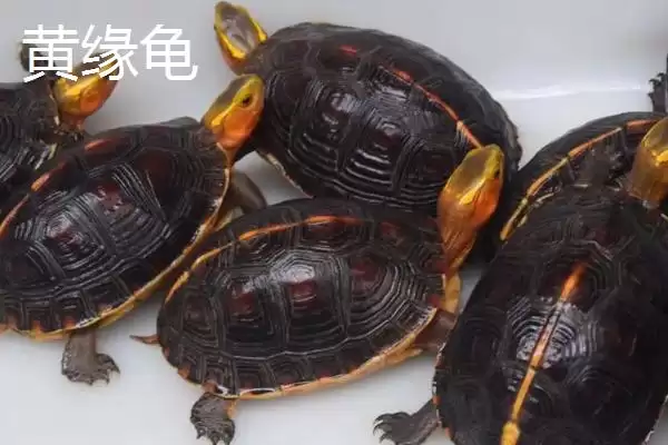 石金钱龟物种特性 (石金钱龟是否是古老水龟)插图3 石金钱龟物种特性 (石金钱龟是否是古老水龟)插图3