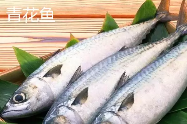 青花鱼和鲅鱼区别 (青花鱼和鲅鱼在科属等方面是否不同)插图1
