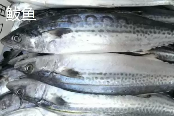 青花鱼和鲅鱼区别 (青花鱼和鲅鱼在科属等方面是否不同)插图2