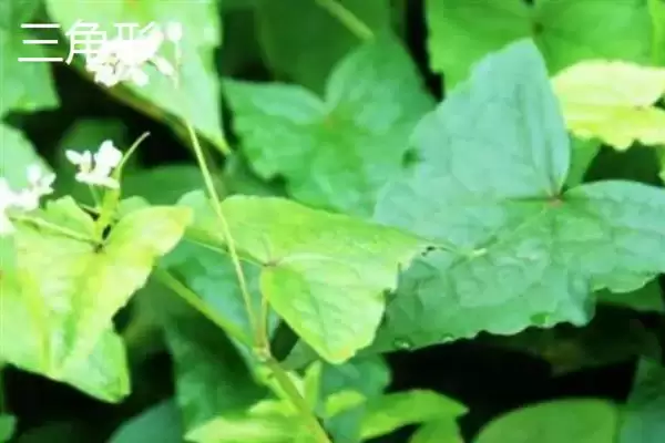 树叶常见颜色种类 (树叶常见颜色是否有绿、金黄、红等)插图15